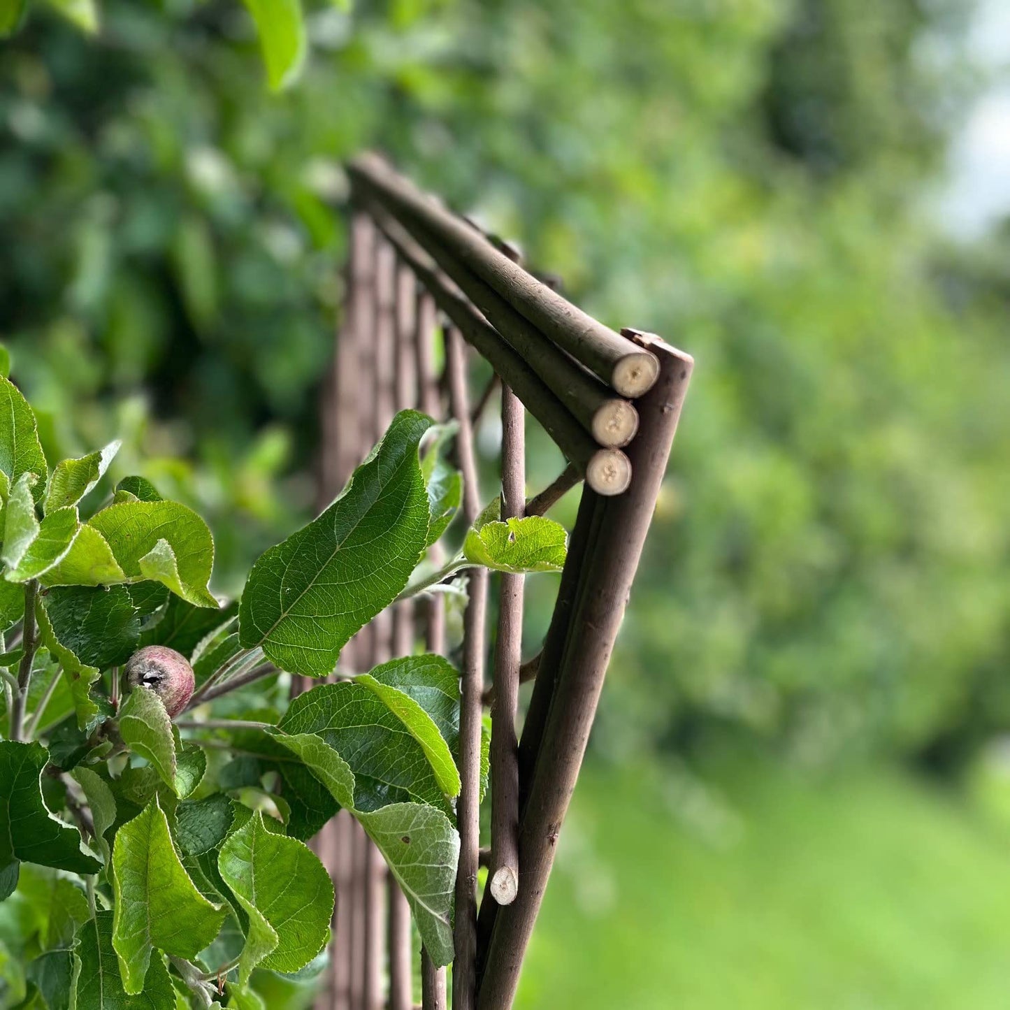 Selections Pack of 3 Willow Trellis Framed Panel (120 x 45 Centimeter)