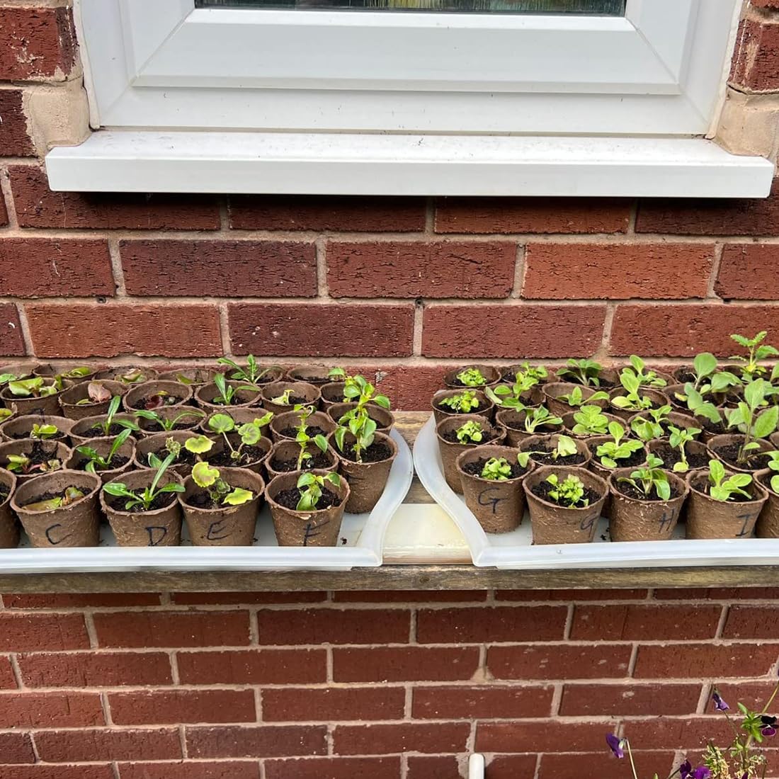 XIZAO Round Fibre Seed Pots, Biodegradable Plant Pots Germination Seedling Pots for Plant Cultivation Compostable Containers 50 Pcs