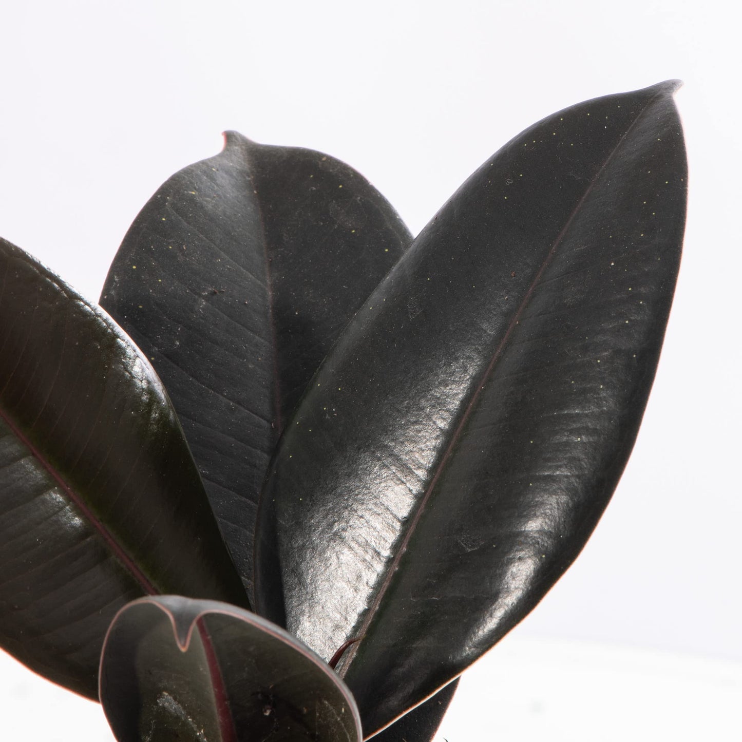 Baby Rubber Plant - Ficus Robusta Small Indoor Air Purifying Houseplant in 6cm Pot | Mini Houseplant with Glossy Foliage | for Home and Office | Grow Your Own Baby Plants