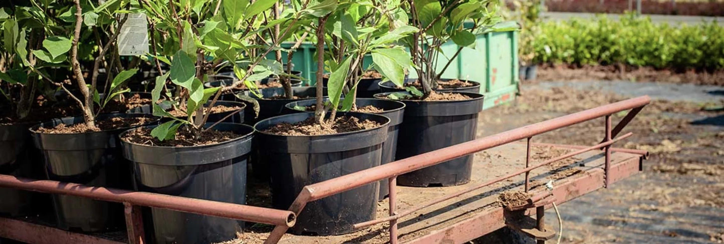 Muddy Hands Black Plastic Plant Pots Small Large Outdoor Garden Round Flower Herb Planters (Made from 100% Recycled Plastic) (10, 3 Litre)