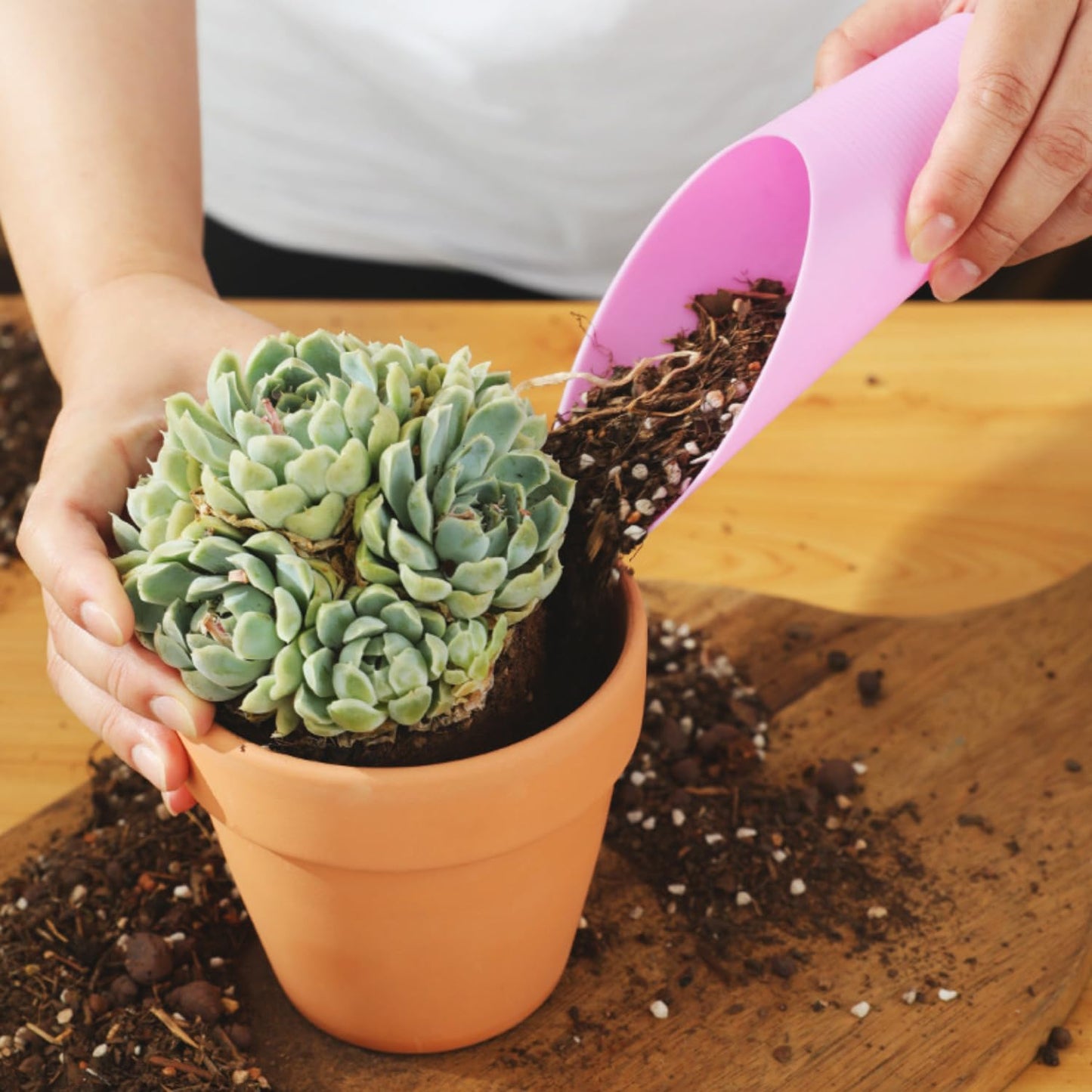 Lezevn 4Pcs Fleshy Plant Soil Shovel Plastic Spade Bucket Scoop Soil Planting Potting Cup Home Gardening Supplies for Plant