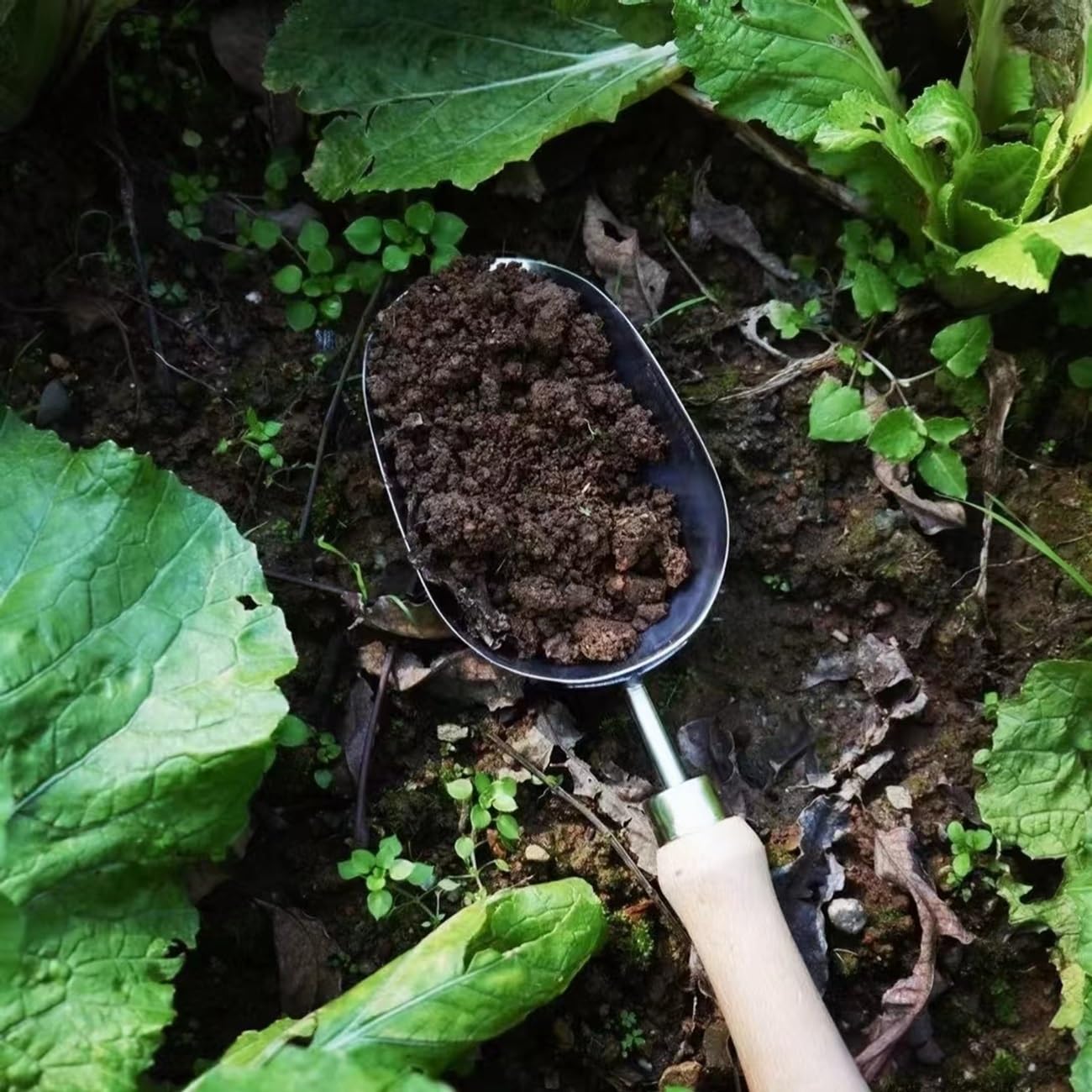Stainless Steel Hand Potting Scoop with Wooden Handle, Soil Scoop for Indoor Plants and Compost,Compact Garden Scoop Trowel for Transplanting and Digging