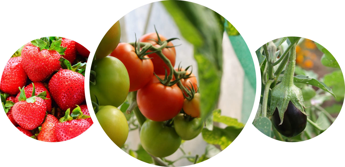 Britten & James Professional Mini Windowsill Propagators [Pack of 6]