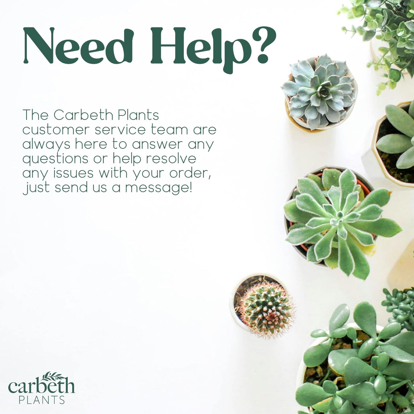 Carbeth Plants - Indoor Plants - Build Your Own Houseplant Collection - 7cm to 9cm Pots - Ficus Elastica - Rubber Tree Plant in 8.5cm Pot