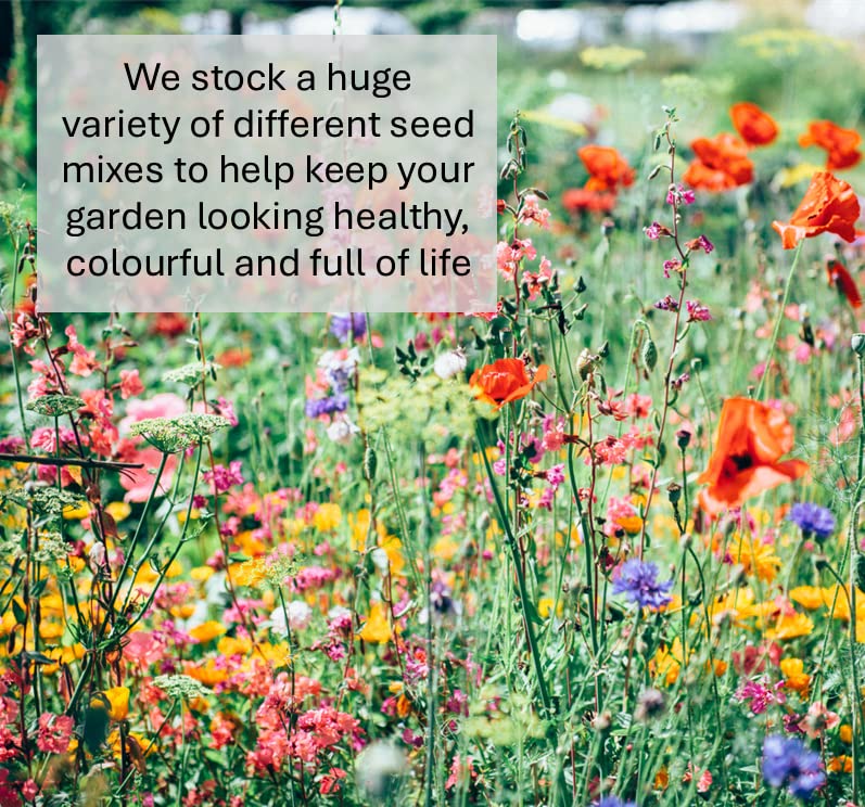 Back Lawn Grass Seed 2kg Hard Wearing (Covers 40 Square metres)