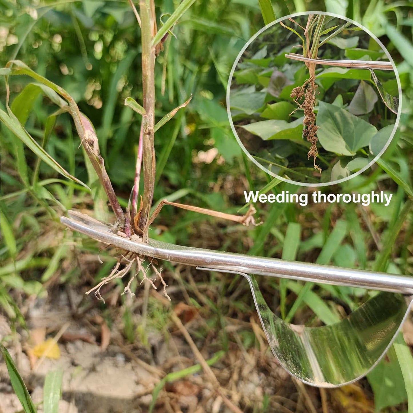 Qiuyan Stainless Steel Hand Weed Puller Long Handle Weed Remover Tool Y Shape Dandelion Weeder Fork Manual Root Weeding Tools for Garden Lawn Yard - 12.5"