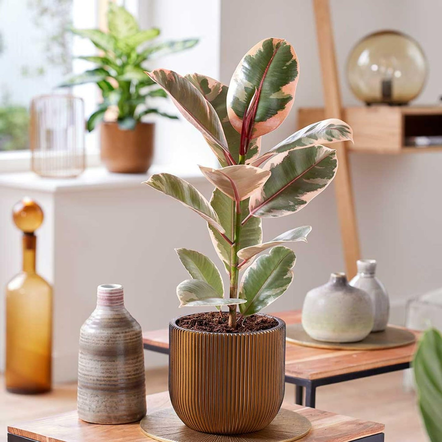Carbeth Plants - Indoor Plants - Build Your Own Houseplant Collection - 7cm to 9cm Pots - Ficus Elastica - Rubber Tree Plant in 8.5cm Pot