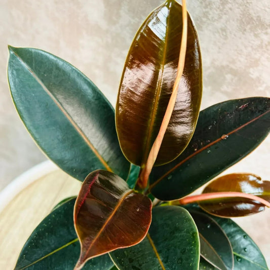 Carbeth Plants - Ficus elastica Melany in 14cm Pot - Indoor Rubber Plant - for Home or Office - Air Purifying - Green & Burgundy Foliage