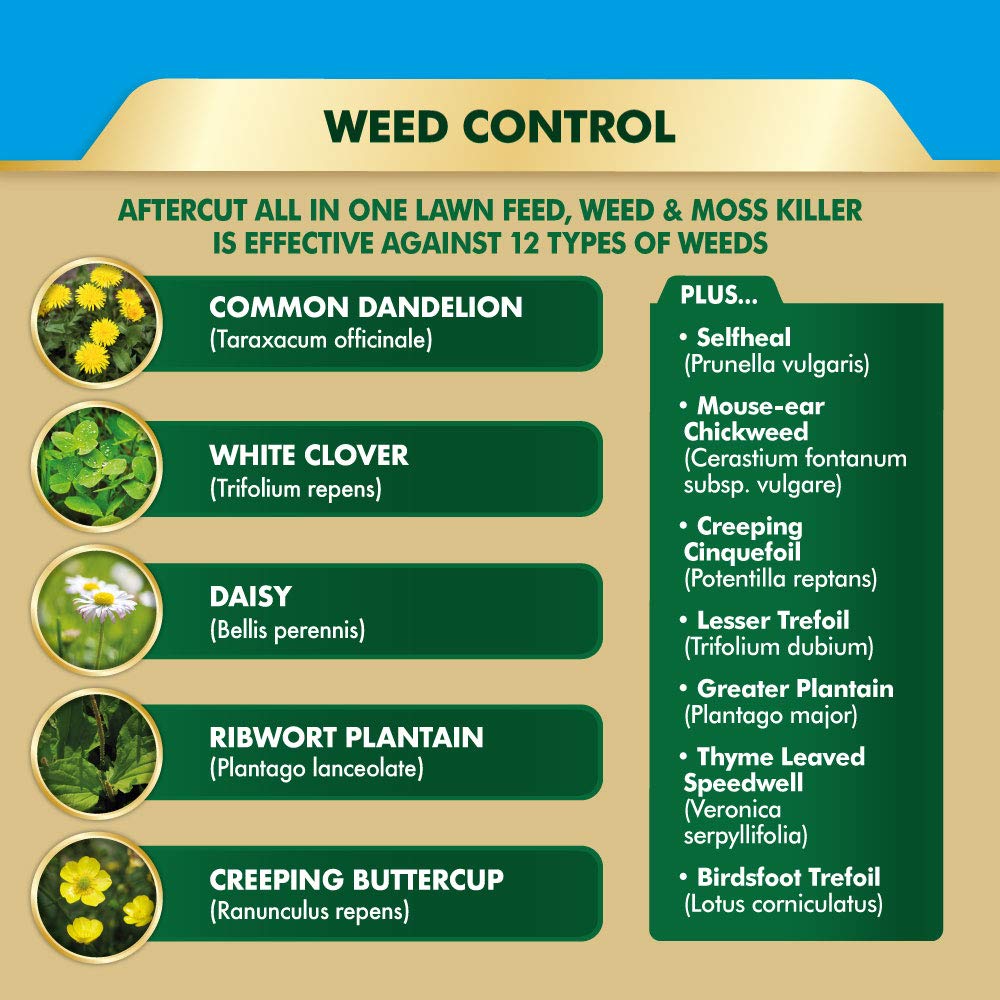 Aftercut 20400459 All In One Lawn Feed, Weed and Moss Killer Even-Flo Spreader, 80 m2, 2.56 kg, Natural