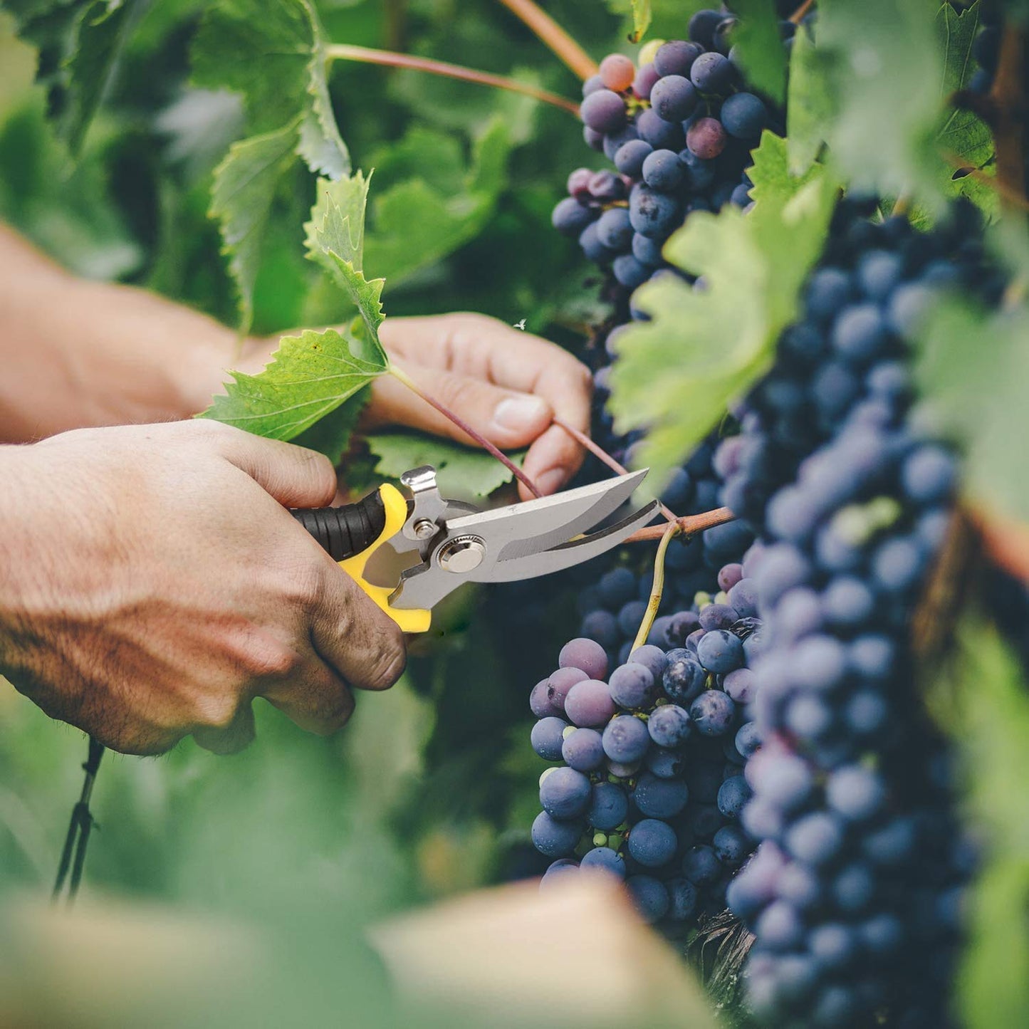 VPMeetx Secateurs Pruning Scissors - Professional High Carbon Alloy Steel Garden Shears Bypass Pruning Shears Lightweight Hand Pruner with Locking Mechanism (Yellow Secateurs)