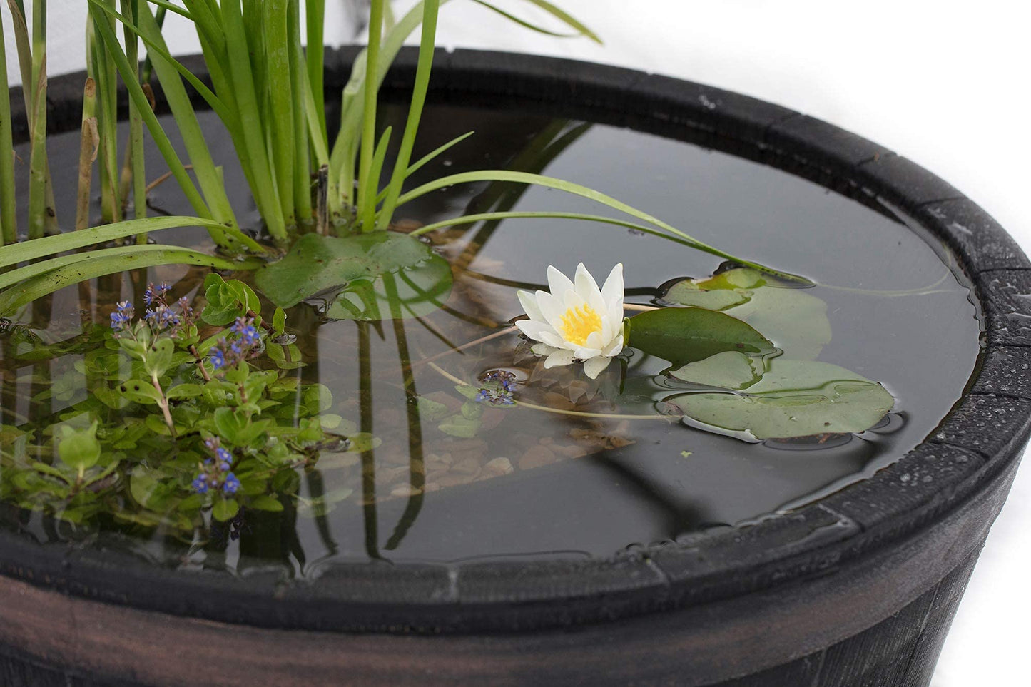 PondPlantsUK - Complete Patio Pond Set - Dwarf Lily - 3 Marginal Plants - Pots and Compost - Just Pot up and add Water