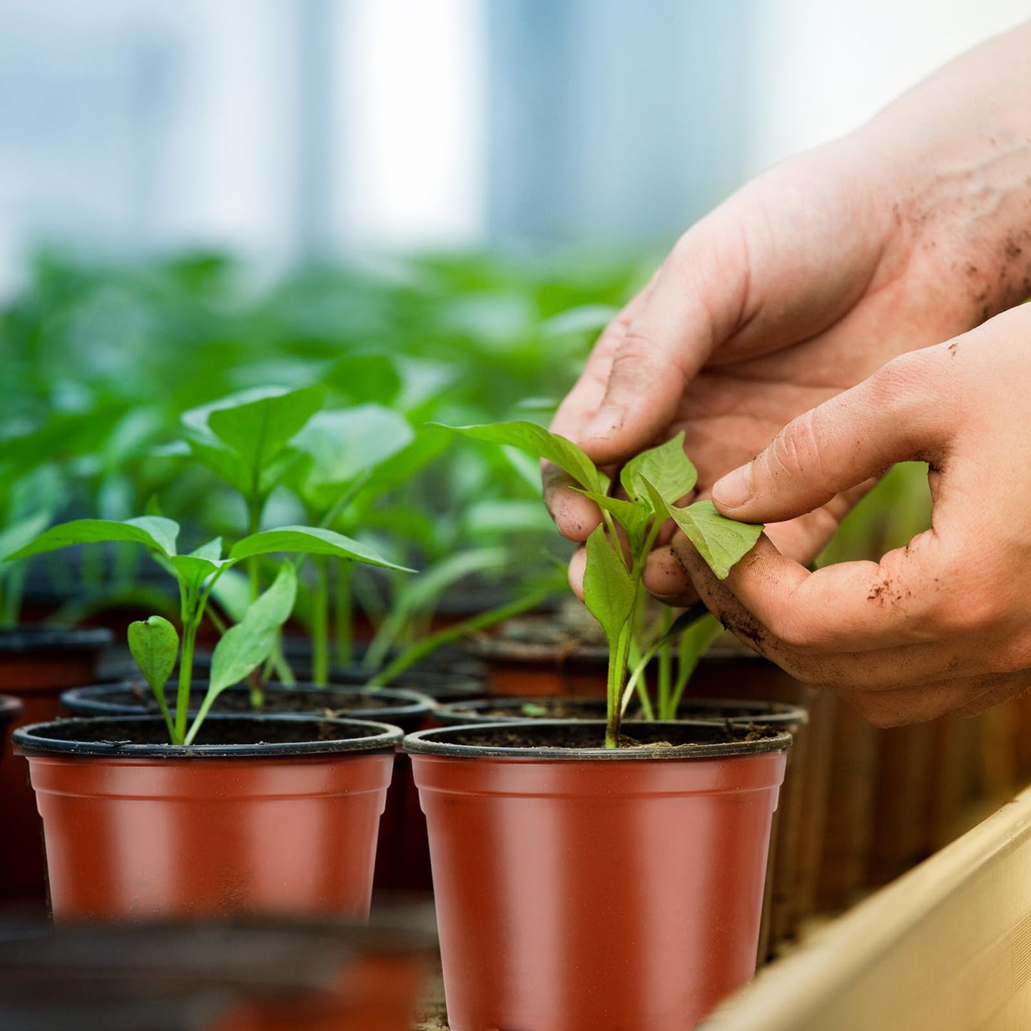 PEYOU 100Pcs Thickened Plant Pots 10cm Reusable Flower Pots Small Plant Pots Plastic Plant Pots Seedling Pots for Seeds, Seedlings, Flowers, Vegetable, Succulent, Herbs, Cuttings, Transplanting