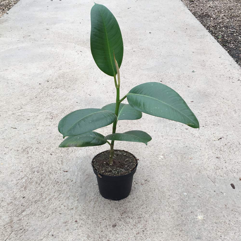 Indian Rubber Plant Indoor Tree Easy to Grow Evergreen House Plant for Home, Office & Conservatory 1 x Ficus Eleastica Robusta in 12cm Pot by Thompson & Morgan