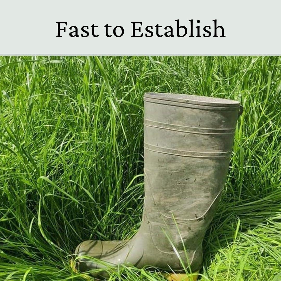 Horse Paddock Grass Seeds - Fast Growing Grass Seed for Repairs on Pastures, Fields & Gateways - Ultra Hard Wearing - 5kg - Garden Lawncare Guy