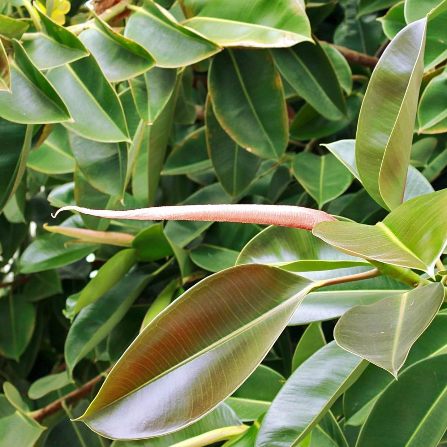 Carbeth Plants - Indoor Plants - Build Your Own Houseplant Collection - 7cm to 9cm Pots - Ficus Elastica - Rubber Tree Plant in 8.5cm Pot