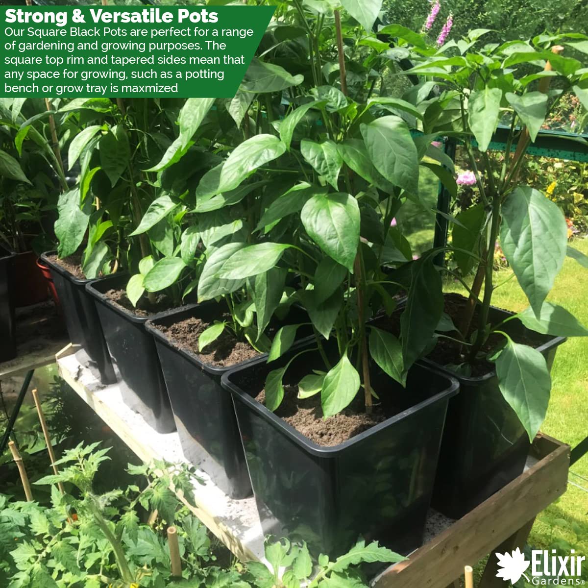 Elixir Gardens | Strong Square Black Recycled Plastic Hydroponic Pots | .25L / .75L / 1L / 2L / 3L / 4.5L / 5.5L / 11L Quantities 1-1000 | 2 Litre x 20