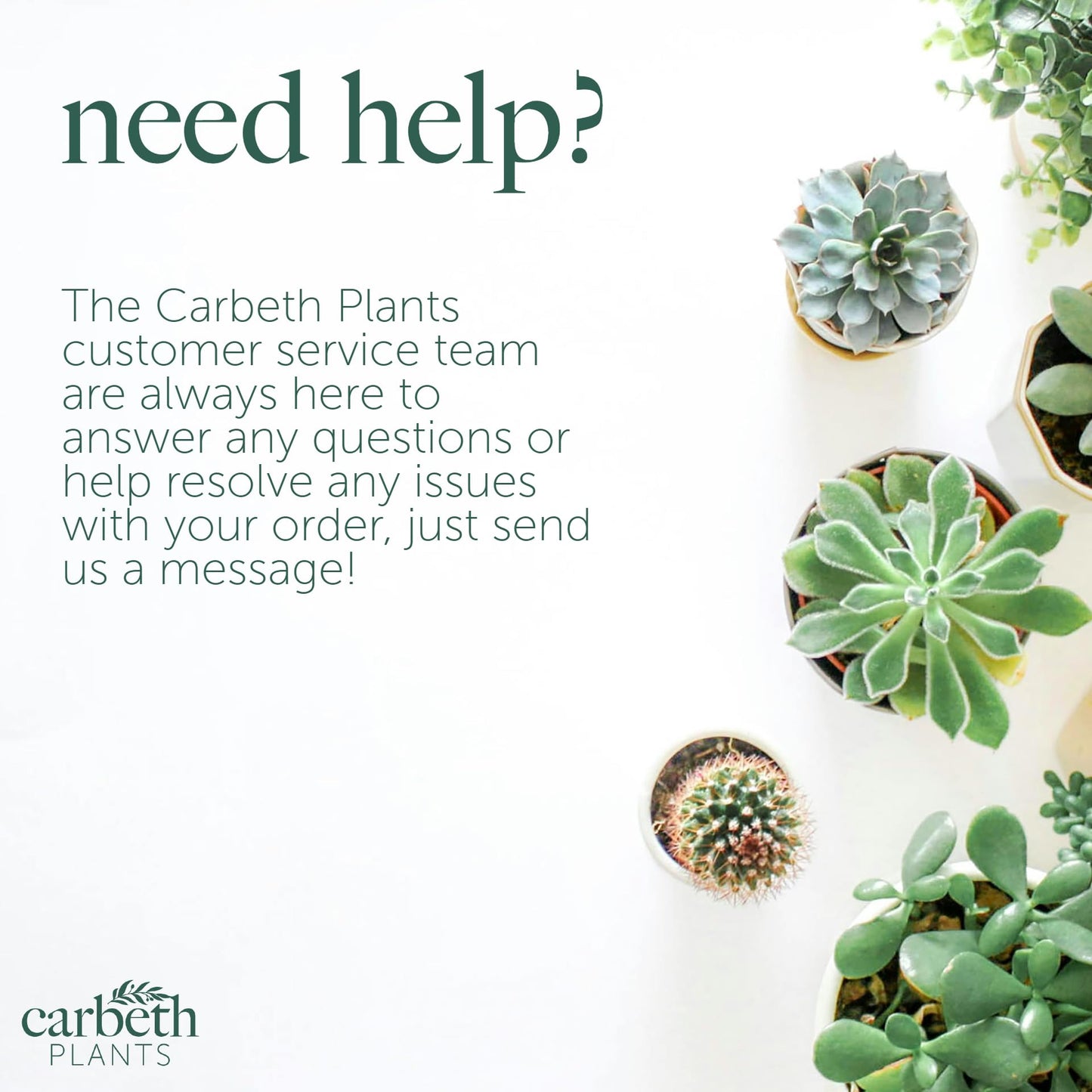 Carbeth Plants - Ficus elastica Melany in 14cm Pot - Indoor Rubber Plant - for Home or Office - Air Purifying - Green & Burgundy Foliage