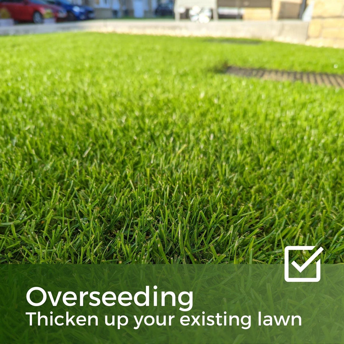 Fast Growing Grass Seed UK - Repair Lawns and Patches Quick - Pet Friendly & Hardwearing - 5kg - Garden Lawncare Guy
