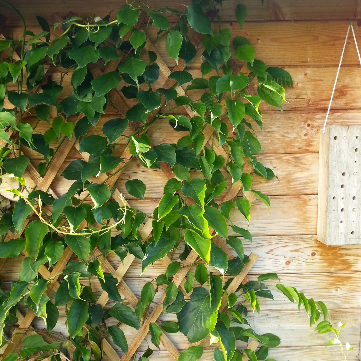 Windhager Fir Wood Trellis Wooden Fence Plant Grid Foldable Adjustable 45 x 180 cm Beige 05671