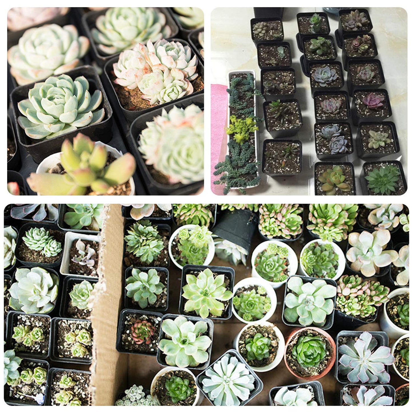GGOUPTY Plastic Square Plant Pots 5 cm 100 Pcs Succulent Planter Nursery Pots for Flower Staring Seedling