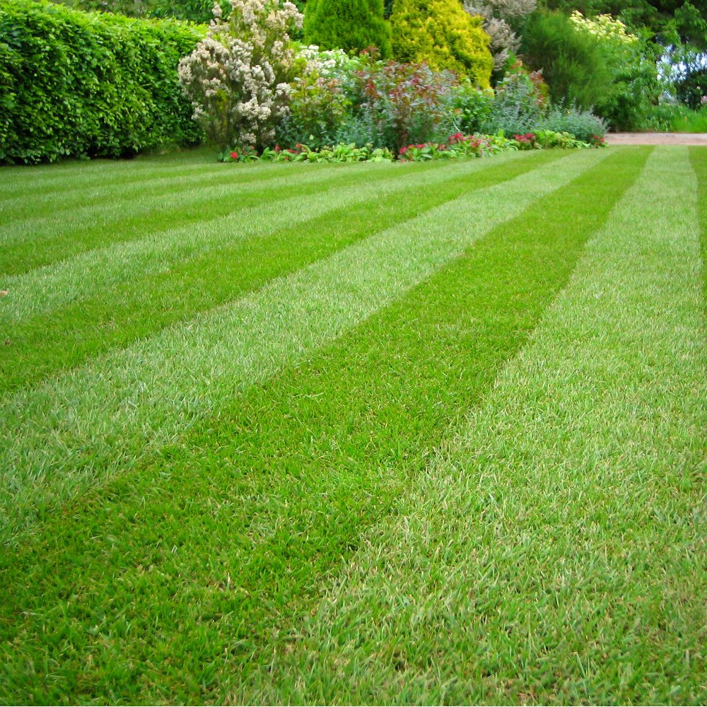 Viano MO Bacter Organic Lawn Fertiliser & Moss Killer - 20kg