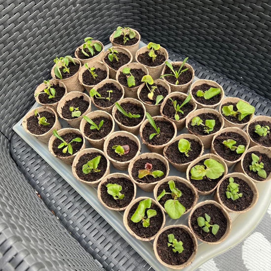 XIZAO Round Fibre Seed Pots, Biodegradable Plant Pots Germination Seedling Pots for Plant Cultivation Compostable Containers 50 Pcs