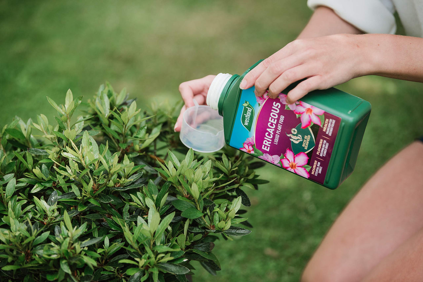 Westland Ericaceous High Performance Liquid Plant Food 1 Litre, Green