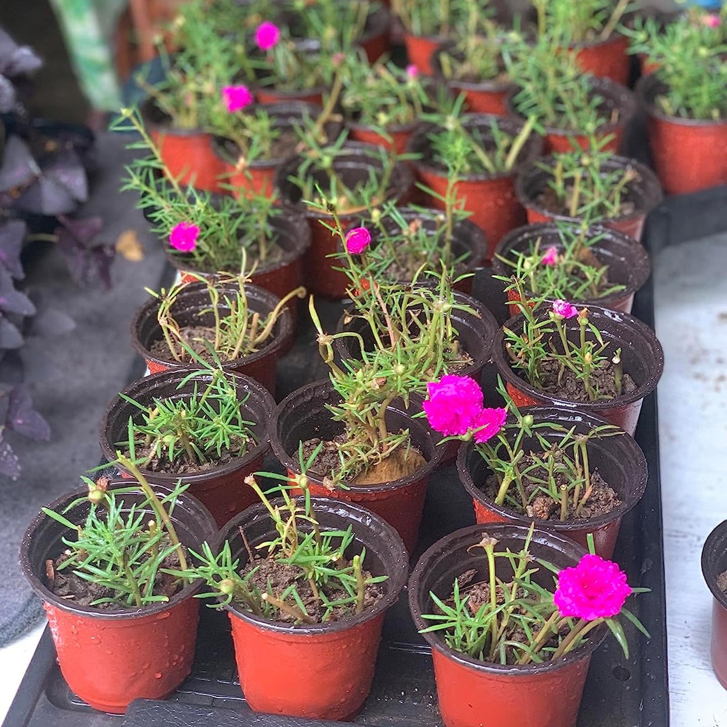 KPYZLBD Plant pots 100 Pcs, Plastic Flower Pots 10cm, Seedling Pots, Seed Planting Pots, Common for Vegetables, Fruits, and Herbaceous Plants