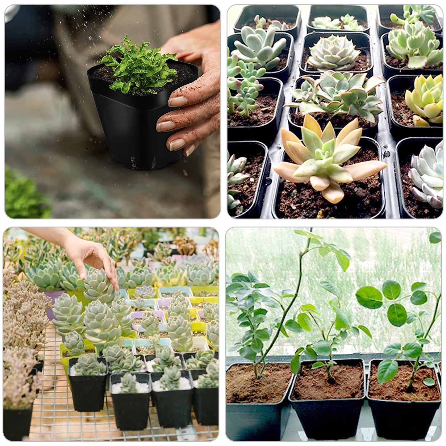 WAIZHIUA 50Pcs Plant Flower Pots 10cm Plastic Square Plant Nursery Pots Small Flower Plant Container for Succulent Fruit Vegetable Seedlings Transplanting