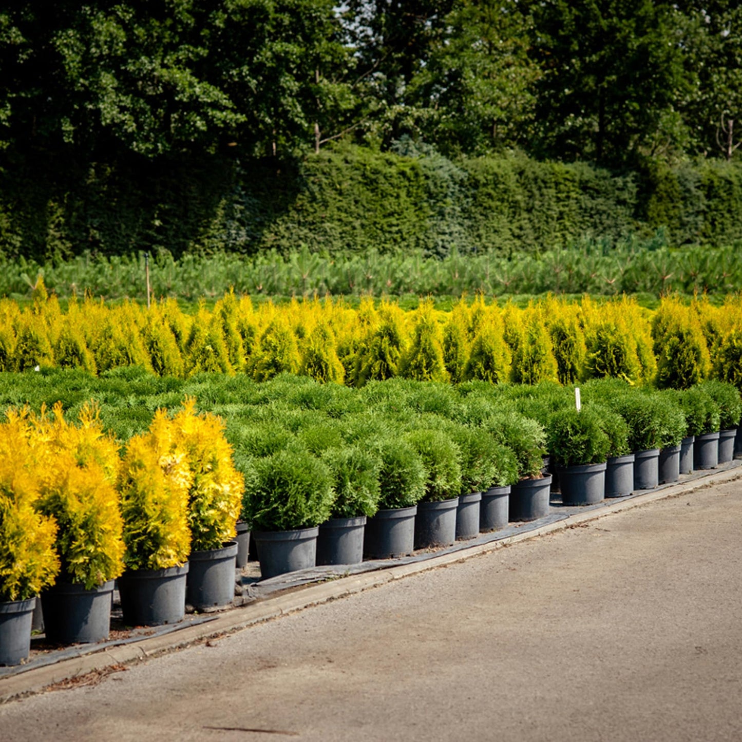 25 x 2L Easy Release Black Plastic Plant Pots, Large And Small Plant Pots Outdoor or Indoor Flower pot for Healthy Root Growth Lightweight & Weather Resistant for Flowers, Plants And Herbs