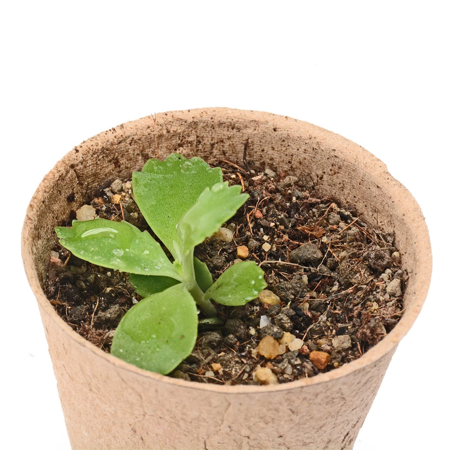 Atoke 50 Piece Seedling Pots,Seed Starter Pots Biodegradable Plants Pots,3 Pcs Mini Seedling Tools for Garden Germination Nursery Pot for Indoor Outdoor,Beige