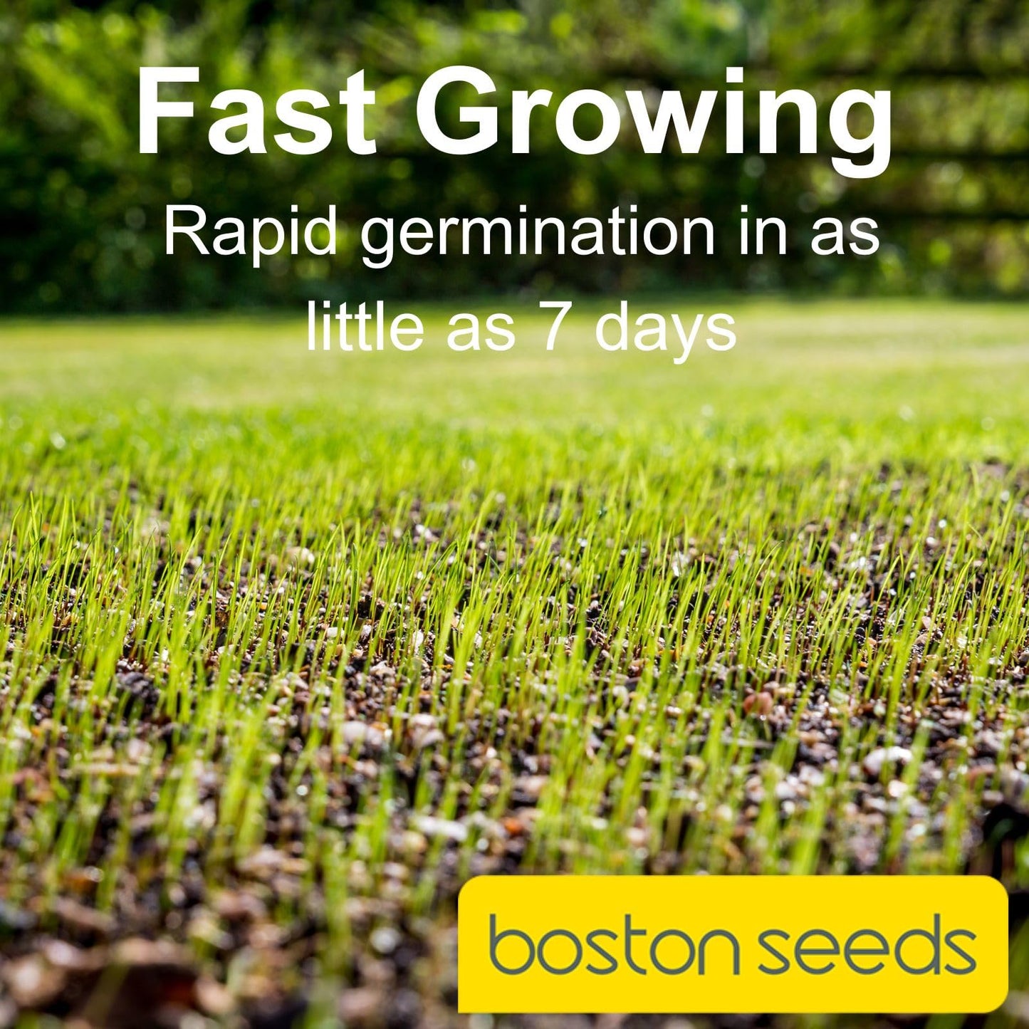 Boston Seeds Fast Growing Grass Seed - Hard Wearing Grass Seeds in Various Weights. Rapid Germination Seeds for Lawns & Landscapes (Eco - 20Kilogram)