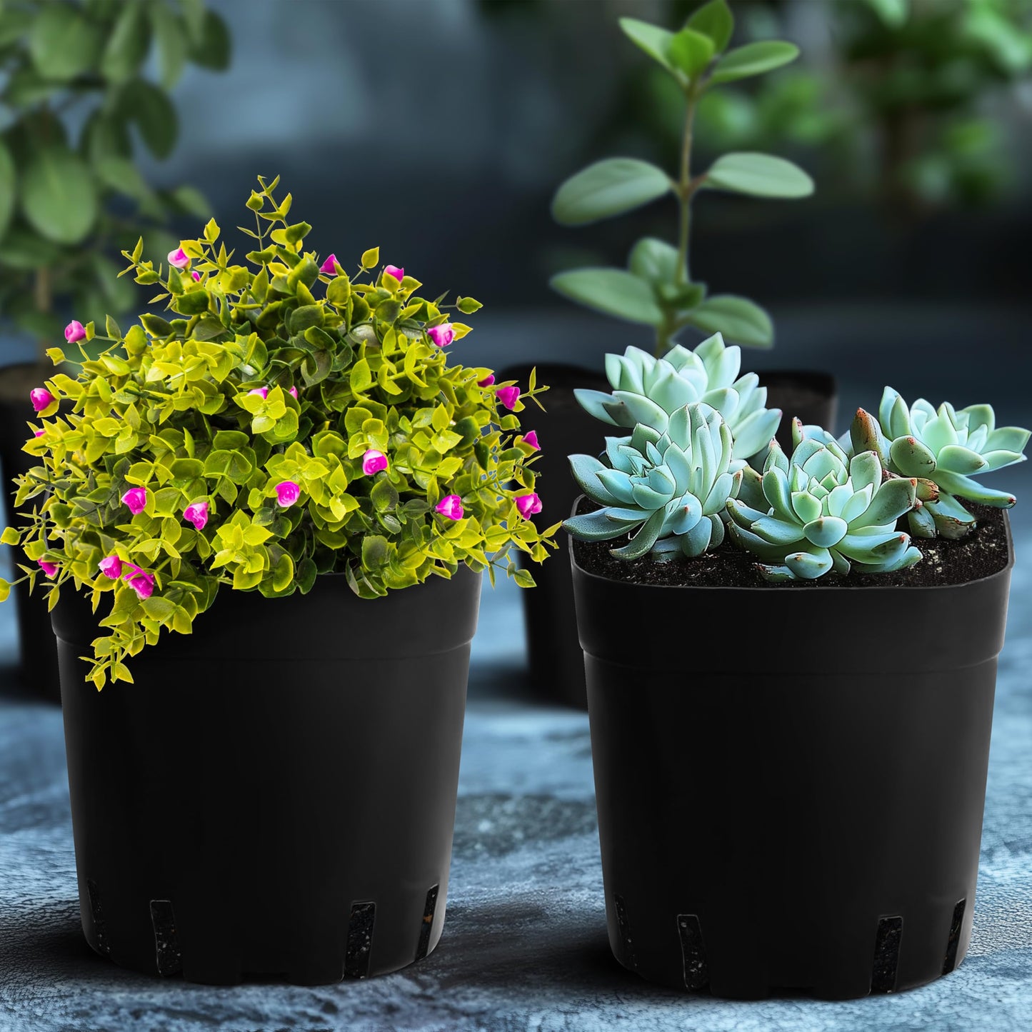 BELLE VOUS 150 Pack Square Plastic Plant Nursery Pots - 6.5 x 6.5 x 6.2cm / 2.5 x 2.5 x 2.4 inches - Durable Flower/Seedling Containers for Succulents, Vegetables, Gardens/Indoors and Seed Starting