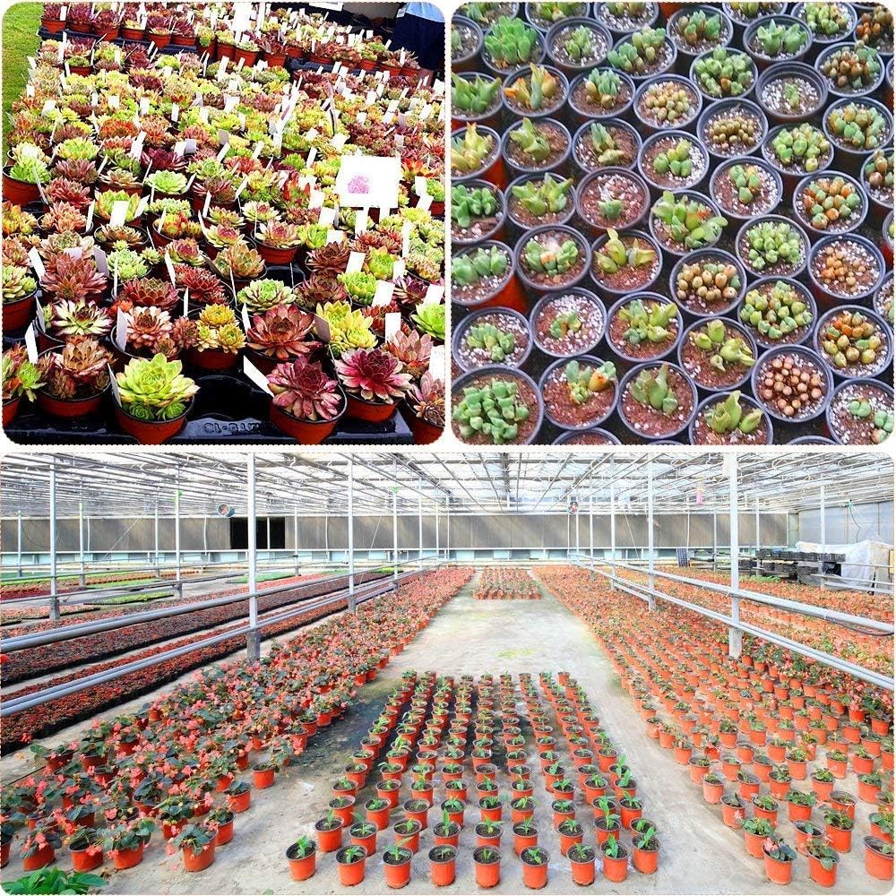 ASOENTIWOX 100Pcs Plastic Plant Pots, 10cm Planting Pots, Growing Nursery Pots, Garden Flower Plant Seed Starting Seedling Pots, Vegetables, Succulent, Herbaceous Plants