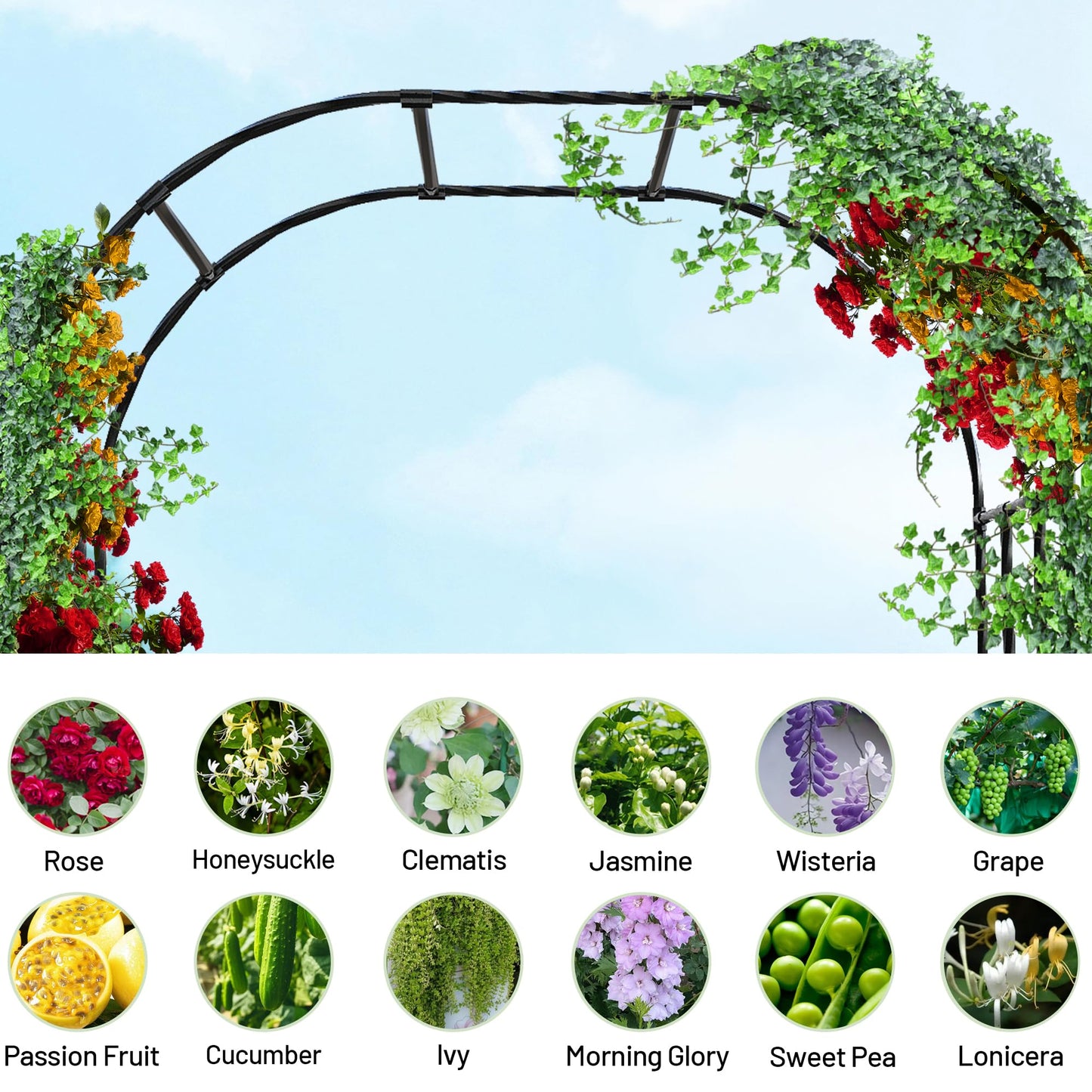 Caroeas Metal Garden Arch with 20mm Thickened Galvanized Steel Tubes, Rust-Resistant rose arch, 150cm Wide x 240cm High, Ideal for Climbing Plants and Outdoor Decoration as Garden Archway or Trellis