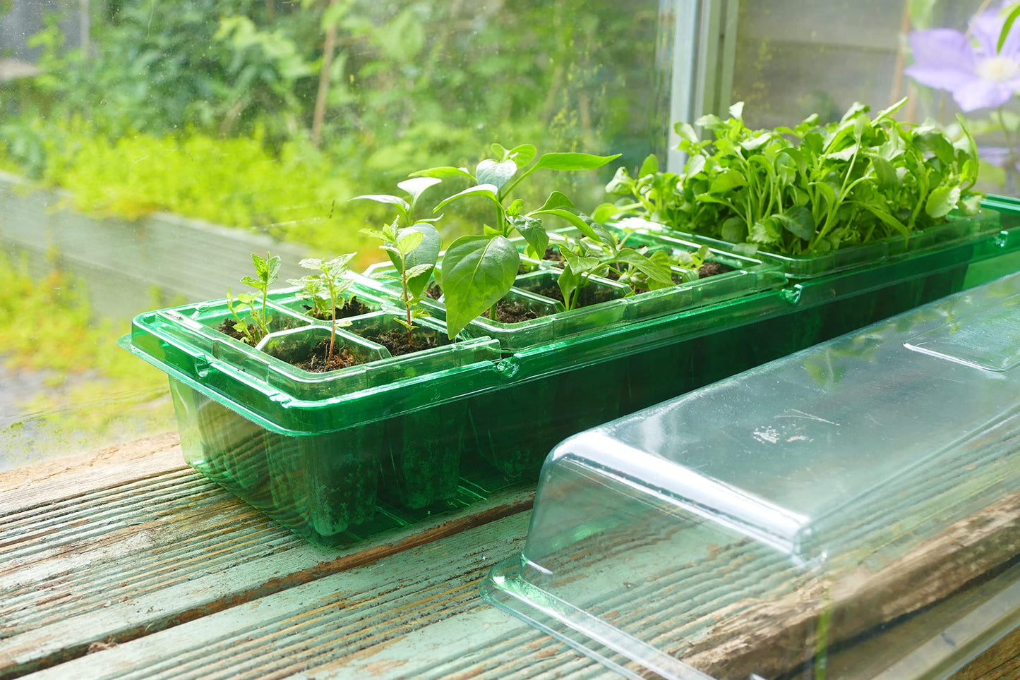 Gro-Sure Visiroot Windowsill Propagator Set, Green