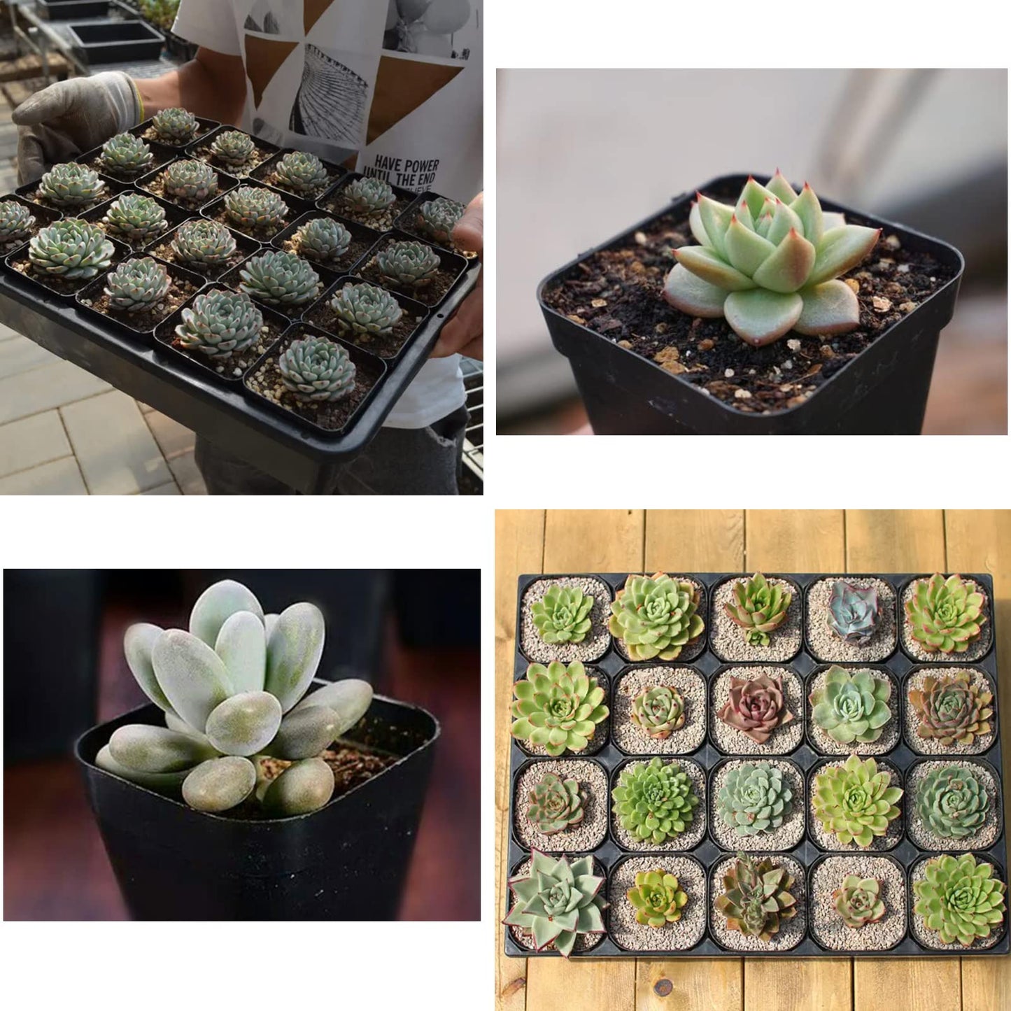 Muzhira Pots for Seed Starting/Cuttings, 5.5cm 50pcs Plastic Square Plant Nursery Pots,Seed Pot Flower Plant Container for Fruit, Vegetable, Plant, Succulents, Seedlings, Cuttings, Transplanting