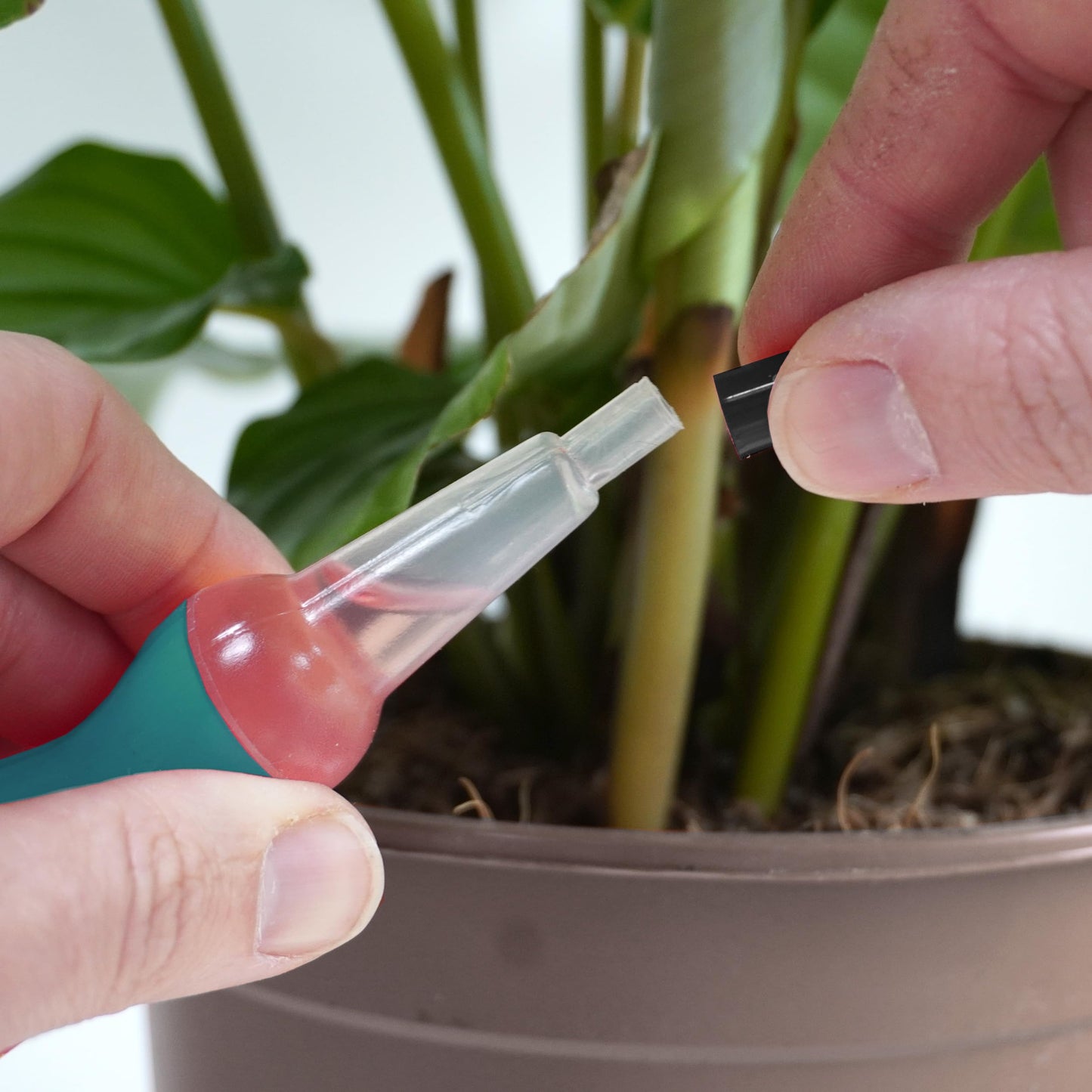 Vitax House Plant Drip Feed 10 Pack