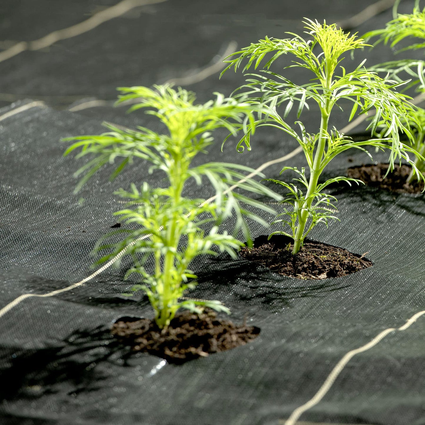 Pro-Tec Garden Products 125gsm Gold-Line EXTRA HEAVY DUTY 1m, 2m, 4m Wide Weed Control Fabric Landscape Ground Cover Membrane Barrier Sheet (GOLD 4m x 5m)