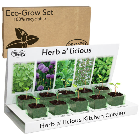 Pronto Seed Grow Your Own Herbs Kit with 5 Seeds Varieties - Indoor Growing Set - Mint, Chives, Parsley, Thyme, Basil Seeds - Gift for Women, Men - Beginner-Friendly (Herbs Kit)
