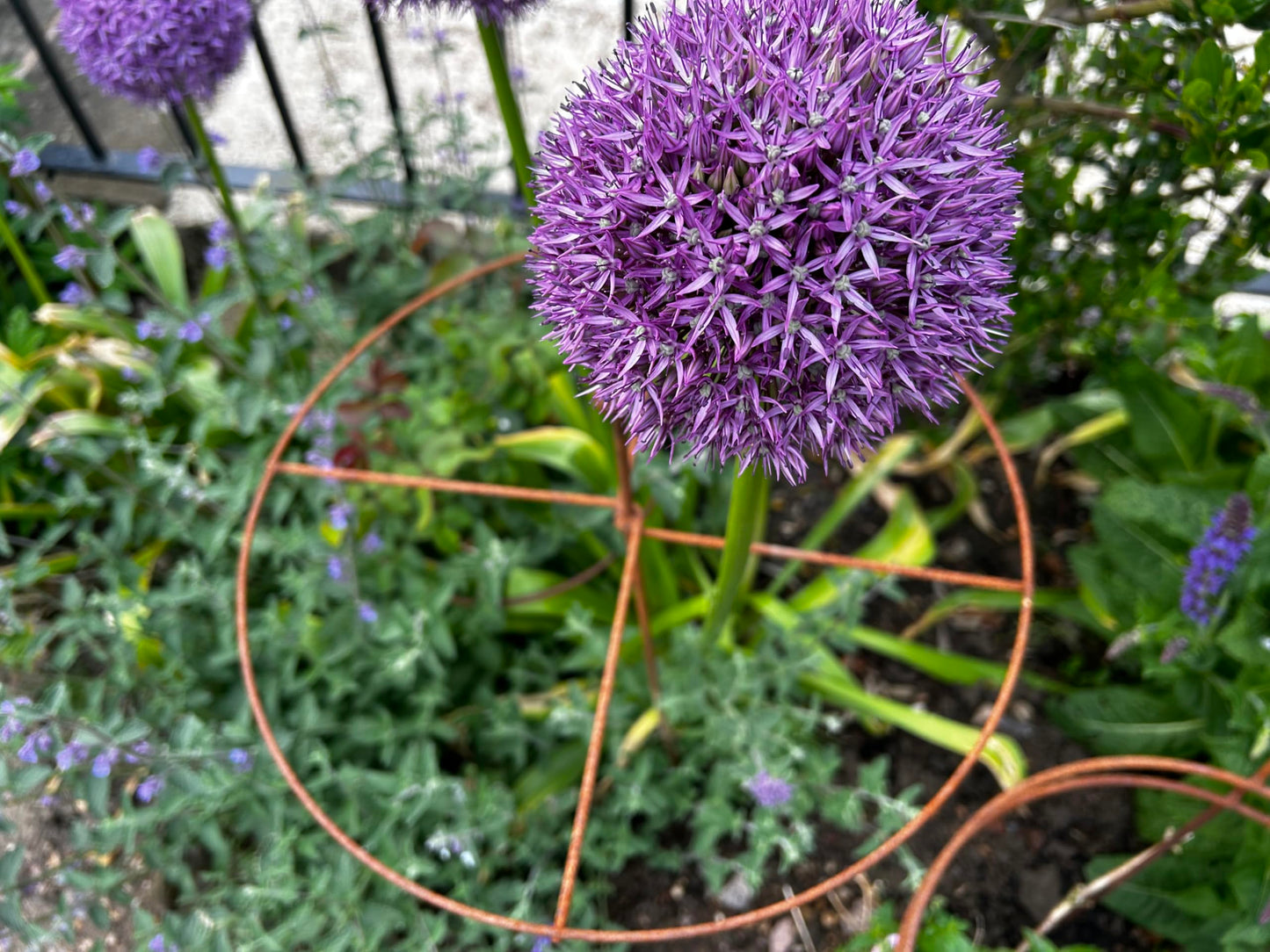 GAP GARDEN PRODUCTS Metal Rust Simple Circle Plant Support (pack of 8 or 6) Ideal plant support for dahlias, delphiniums etc (6, Rustic Patina)