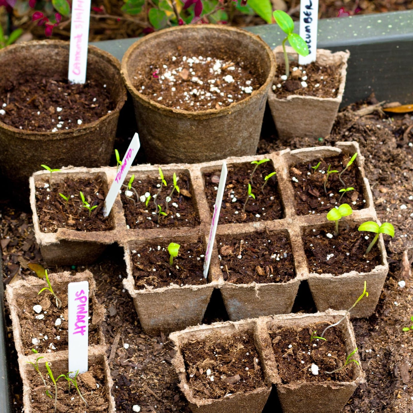 GOTVUGE 10 Packs Seedling Starter Trays 120 Cells, Peat-Free Biodegradable Seed Germination Trays Plant Starter Pots for Seedlings