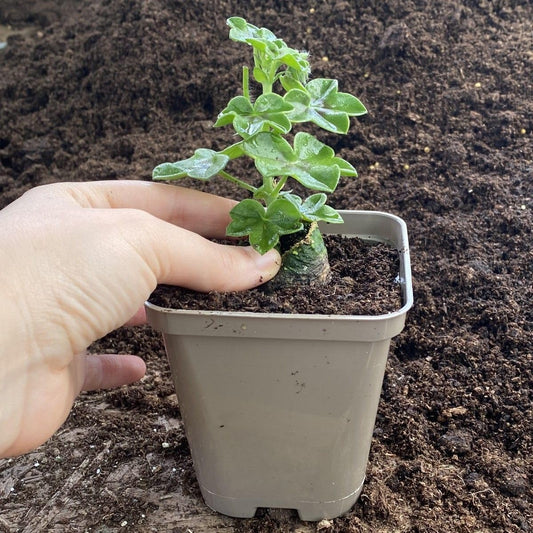 Recyclable Square Taupe-Grey 9cm Plastic Plant Pots (10)