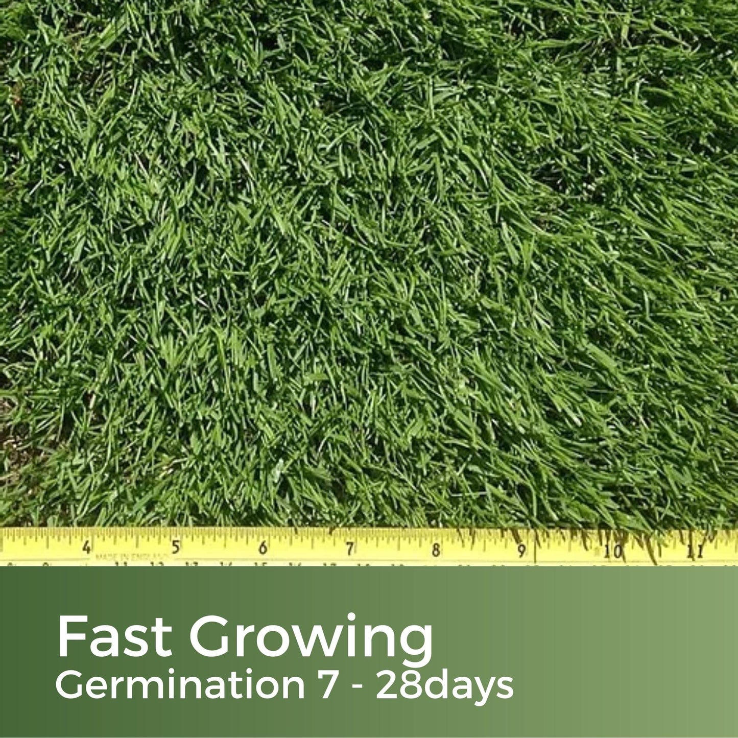Dark Green Lawn Seed - Grass Seeds for a Green Lawn All Year Round - Hard Wearing & Fast Growing Mix - Garden Lawncare Guy (5kg - 200m²)