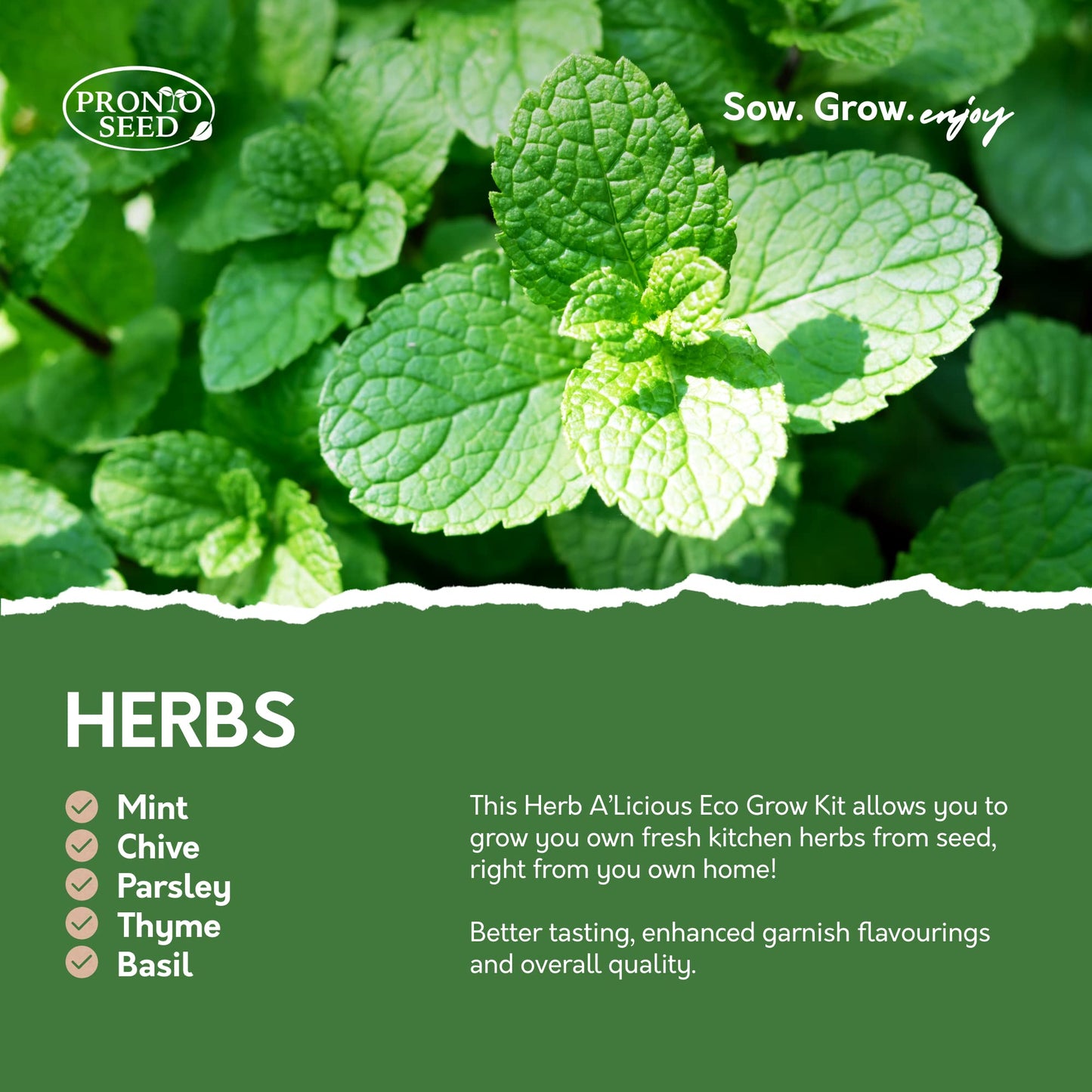 Pronto Seed Grow Your Own Herbs Kit with 5 Seeds Varieties - Indoor Growing Set - Mint, Chives, Parsley, Thyme, Basil Seeds - Gift for Women, Men - Beginner-Friendly (Herbs Kit)