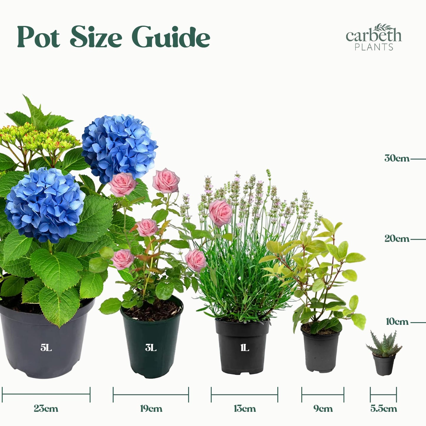 Carbeth Plants - Indoor Plants - Build Your Own Houseplant Collection - 7cm to 9cm Pots - Ficus Elastica - Rubber Tree Plant in 8.5cm Pot