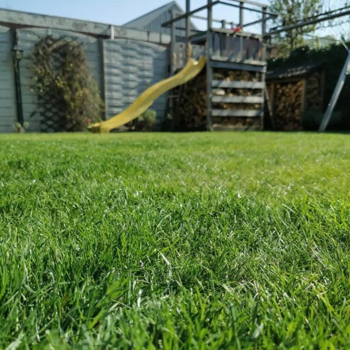 MOOWY Easy Mow Long-Lasting Lawn Feed 100m² - Lawn Fertiliser with 90 Day Controlled Release for Hands-Off Gardening - Less Gardening Chores Due to Lower Required Mowing and Fertilising Frequency