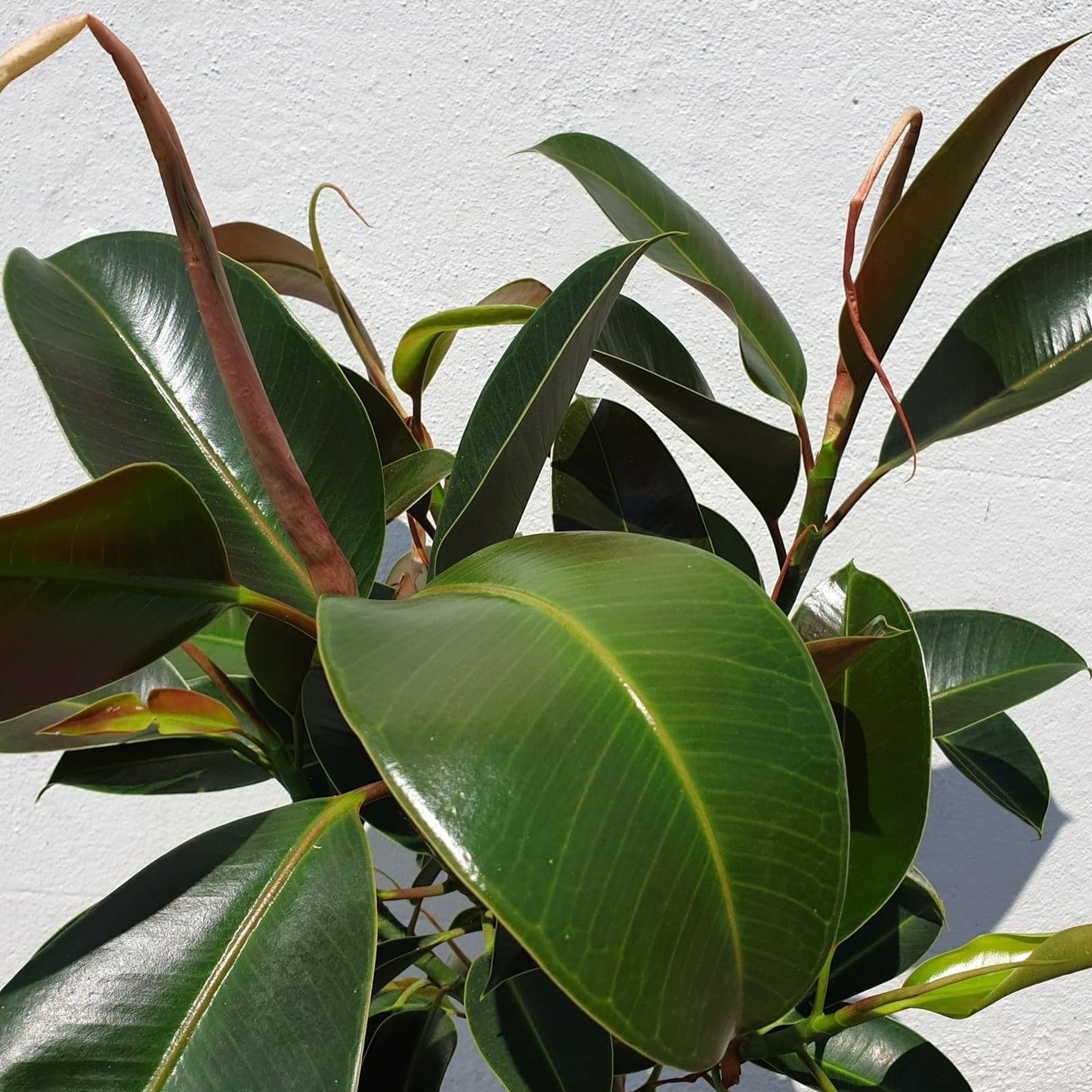Carbeth Plants - Ficus elastica Melany in 14cm Pot - Indoor Rubber Plant - for Home or Office - Air Purifying - Green & Burgundy Foliage