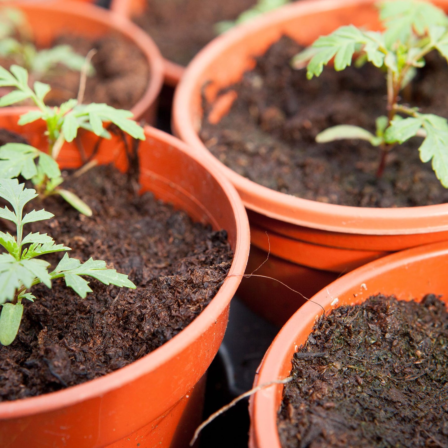 GardenersDream Lightweight Terracotta Plastic Plant Pots, Easy Release, Weather-Resistant - Suitable for Indoor and Outdoor Use, Available in Large and Small Sizes for Flowers, Plants, and Herbs