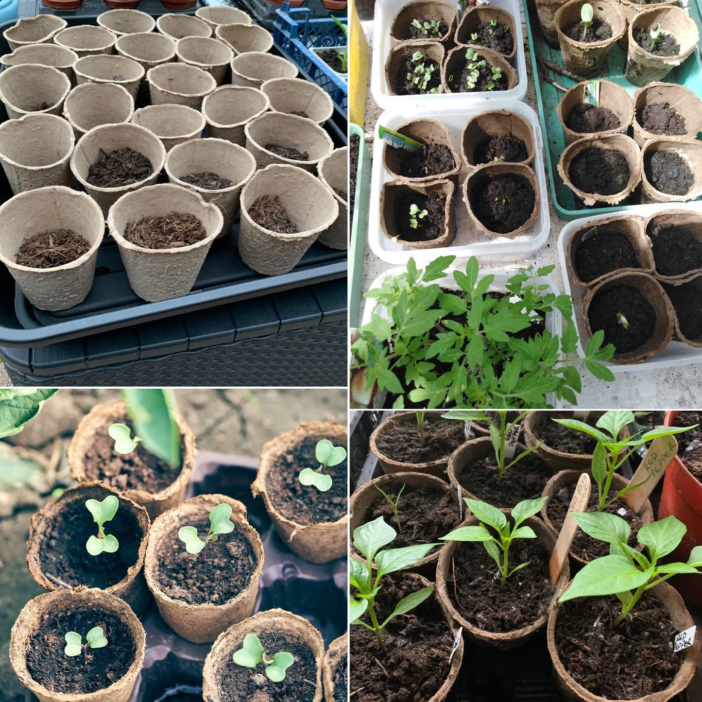 KINGLAKE 100 Pcs 8cm Fibre Seed Pots Biodegradable Plant Pots Seedling Pots with 100Pcs Plastic Plant labels 1x5cm